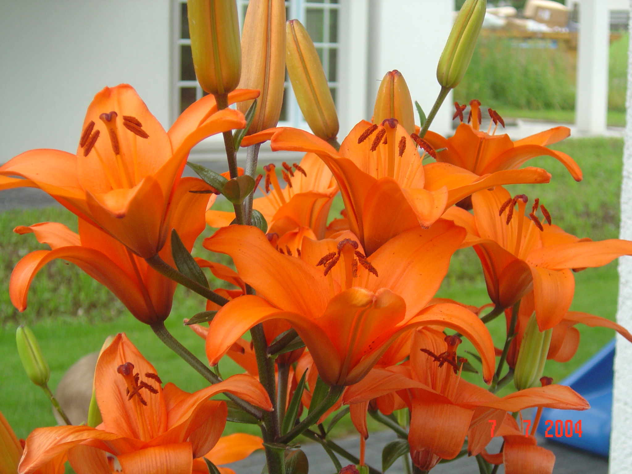 mariëtte nico piratenfrass 003.jpg